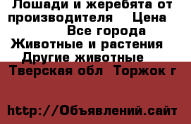 Лошади и жеребята от производителя. › Цена ­ 120 - Все города Животные и растения » Другие животные   . Тверская обл.,Торжок г.